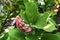 Branches of  Magnolia tree with seed pods.