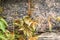 Branches of maiden grapes on the background of a granite wall