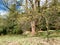 Branches of majestic maple tree in the spring