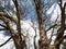 Branches of majestic maple tree in the spring