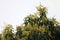 Branches of a mango tree with flowers