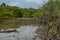 Branches of mangrove trees stick out of the water. The sky is clouded over