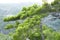 Branches of the Mediterranean pine growing in the mountains.