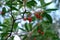 Branches of a Mediterranean strawberry-tree with red round fruits in dense thickets closeup view