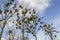 Branches of mistletoe trees, Poland.