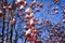 Branches mountain ash covered with snow.