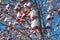 Branches mountain ash covered with snow and pieces of ice.