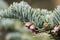 Branches of a noble fir Abies procera in spring