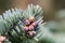 Branches of a noble fir Abies procera in springFresh branches of a noble fir Abies procera in spring.