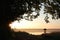 branches of oak on the shore a lake at sunrise silhouettes trees edge during