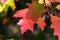 Branches of oak tree with autumn red sunlight leaves