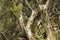 The branches of an old mossy fallen tree in the forest