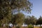 Branches of olive tree. Beautiful summer landscape of Toscana, Italy with olive trees.