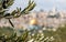Branches of Olive tree with black olives from Monastery Carmel Pater Noster garden on Mount Eleon - Mount of Olives in East