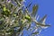 Branches, olive tree with olive fruit, green olive leaves, blue sky and olive tree, Mediterranean nature