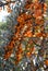 Branches of orange juicy sea buckthorn