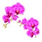 Branches orchids purple flowers tropical plant Phalaenopsis on a white background set third vintage vector botanical illustrati