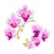 Branches orchids purple and white flowers tropical plant Phalaenopsis on a white background set first vintage vector botanical