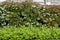 Branches of an ornamental shrub with green old twigs with flowers and red young saplings in the garden