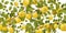 Branches overgrown quince with ripe fruits. Garden plant with edible harvest. Seamless pattern composition. Branch with