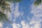 Branches of palms under sky background