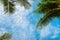 Branches of palms under sky background