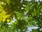 The branches of the papaya tree spread out to help shade the sun.