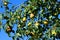 Branches of a pear tree laden with almost ripe pears