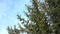 Branches of perennial fir tree with cones against the sky