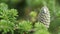 branches of pine spruce and cones with resin in detail close-up view