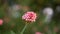 Branches of Pink bush penta flower blooming on blurry  greenery leaves foliage, know as Panama rose and Rondeletia leucophylla