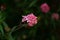 Branches of Pink bush penta flower blooming on blurry  greenery leaves foliage, know as Panama rose and Rondeletia leucophylla