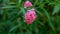 Branches of Pink bush penta flower blooming on blurry  greenery leaves foliage, know as Panama rose and Rondeletia leucophylla