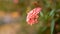 Branches of Pink bush penta flower blooming on blurry  greenery leaves foliage, know as Panama rose and Rondeletia leucophylla