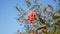 Branches of Pink bush penta flower blooming with greenery leaves foliage on blue sky, know as Panama rose and Rondeletia