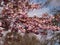 Branches of pink Japan sakura tree wih flowers in early spring