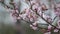 Branches of the pink Japanese Oriental cherry sakura