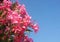 Branches of pink oleander in front of a clear blue sky background