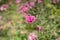 Branches of pink petals of Pearly everlasting blossom on greenery leaves blurry background, know as Bachelor`s button, Globe