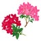 Branches pink and red flowers rhododendrons mountain shrub on a white background set seven vintage vector illustration editable