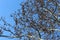 The branches of the plane tree with the fruits look spectacular against the blue spring sky