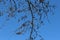 The branches of the plane tree with the fruits look spectacular against the blue spring sky