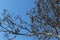 The branches of the plane tree with the fruits look spectacular against the blue spring sky