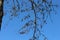 The branches of the plane tree with the fruits look spectacular against the blue spring sky