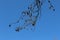 The branches of the plane tree with the fruits look spectacular against the blue spring sky