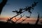 Branches of plants in the evening against a sunset background