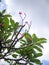 Branches of Plumeria frangipani tree on blue sky background