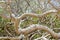 Branches of Poisonous Manchineel Tree