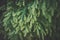 Branches with pollen cones of Sugi