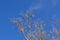 Branches of poplar tree with bird against blue sky in winter day